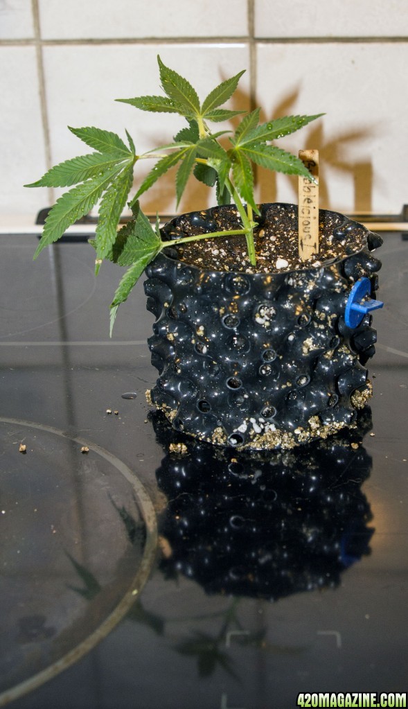 Modified Airpot - Cloning in soil test