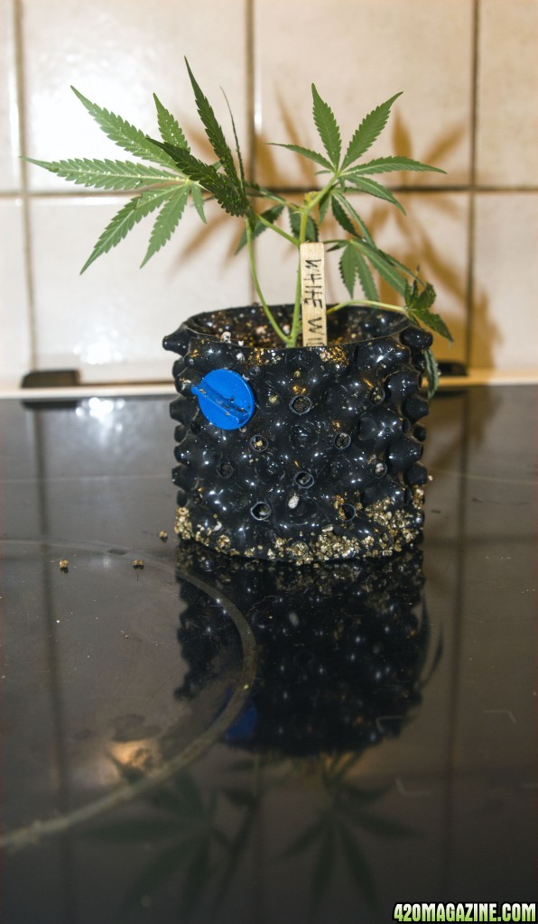 Modified Airpot - Cloning in soil test