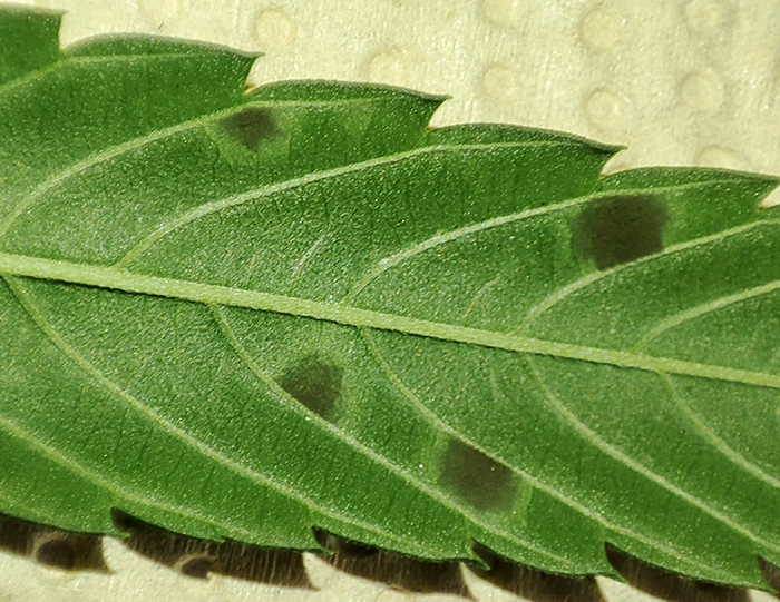 mold_bottom_leaf2.jpg