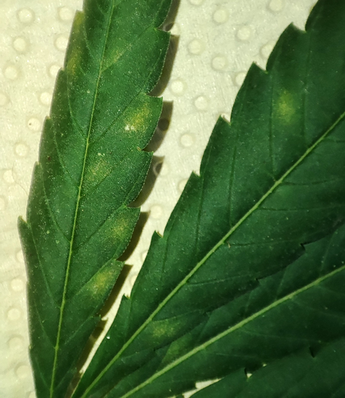 mold_top_leaf2.jpg