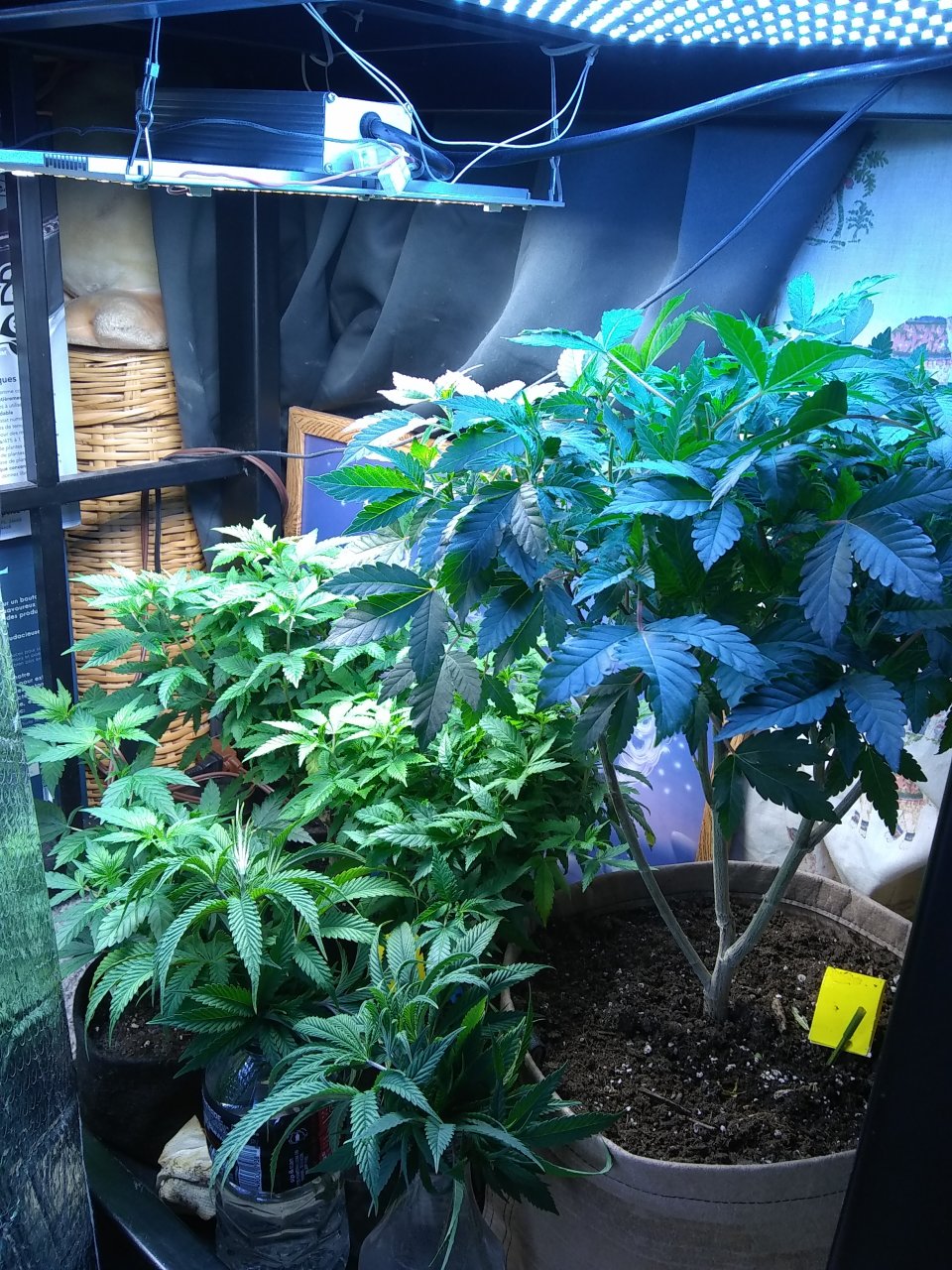 Moms ,clones and cuttings