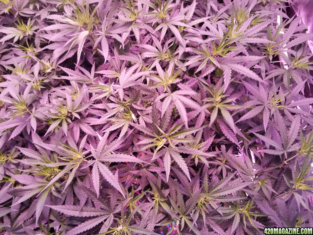 money maker  15 days in flower