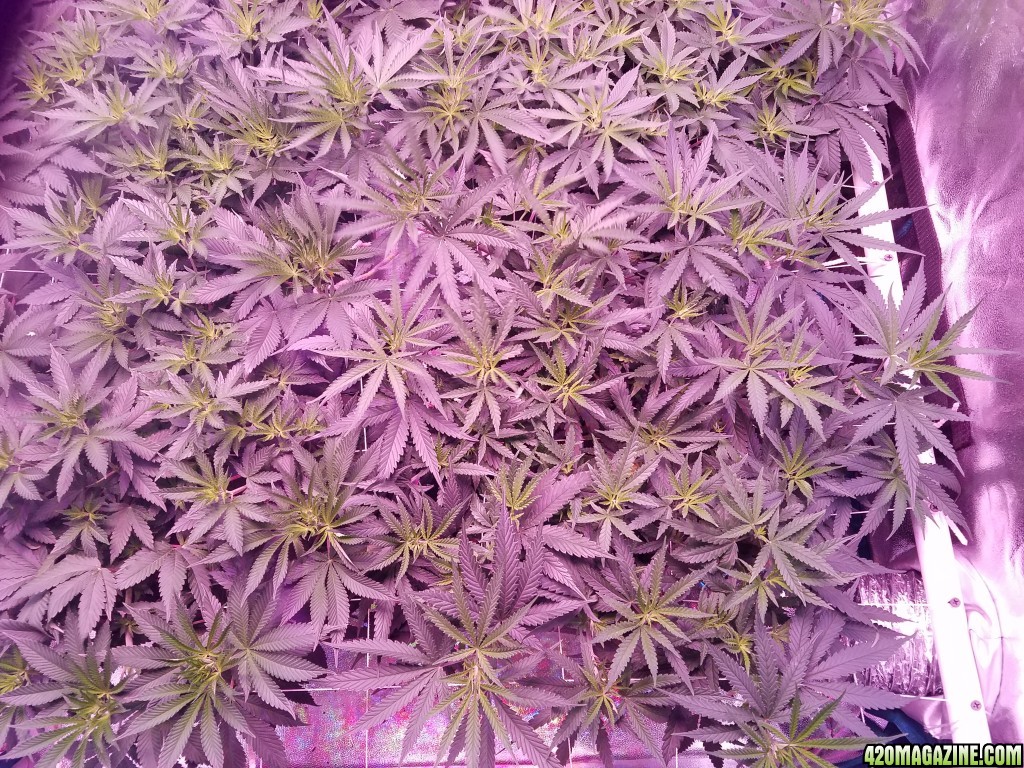 money maker 6 days in flower