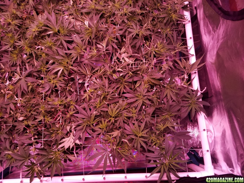 money maker after tuck 6 days in flower