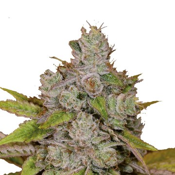 monkey-glue-auto-gorilla-glue-feminized-growers-choiceseeds.jpg