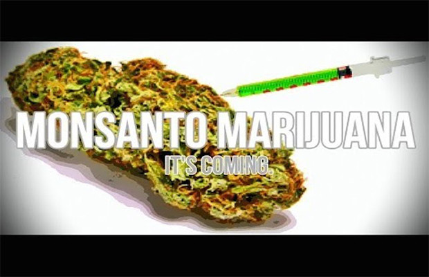 Monsanto Cannabis