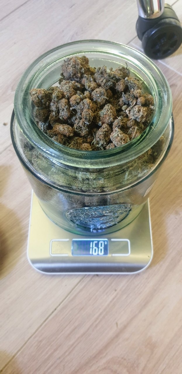 Monster profit 10 dry weight attempt