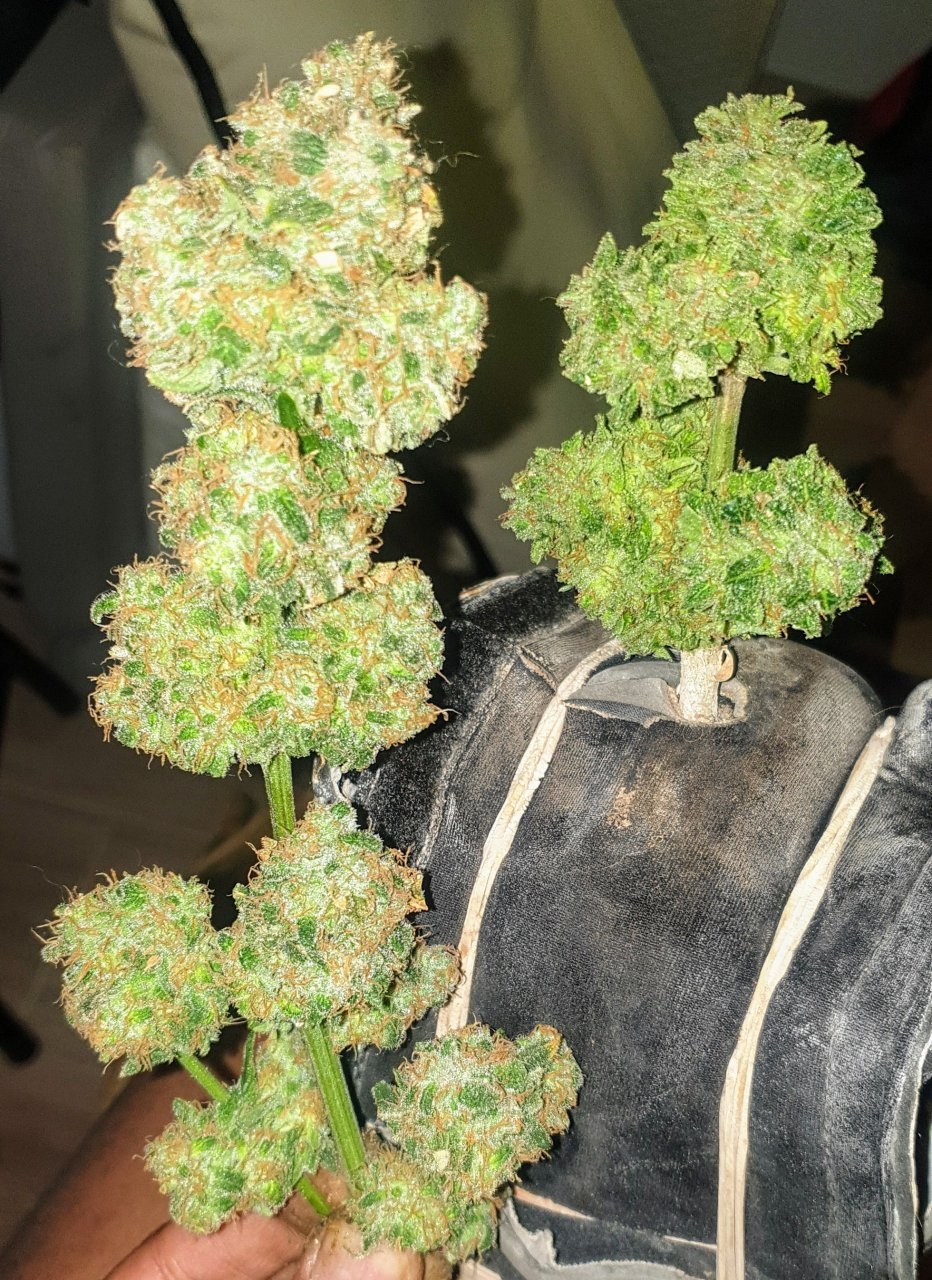 Monter profit biggest bud vs green crack