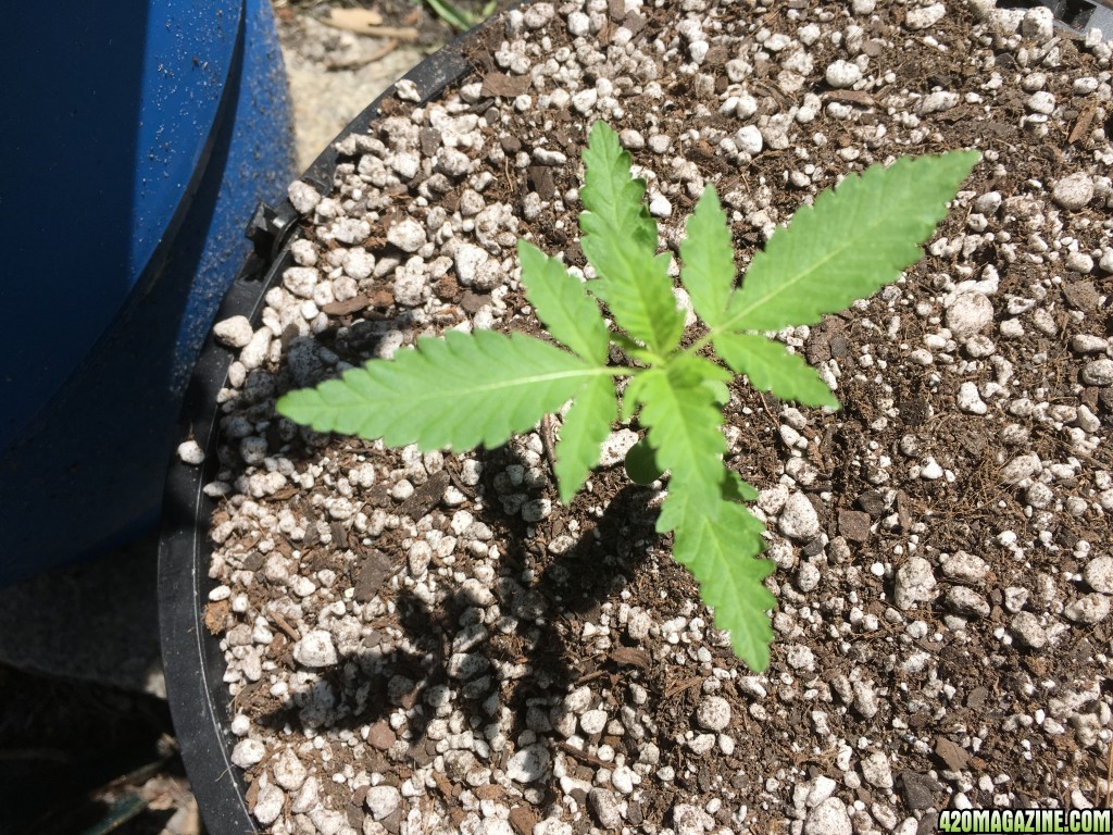 Moonshine blueberry grow