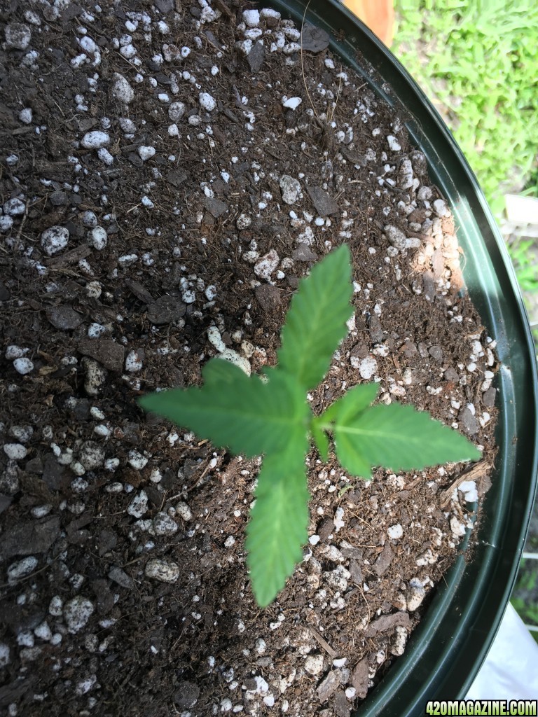 Moonshine blueberry grow