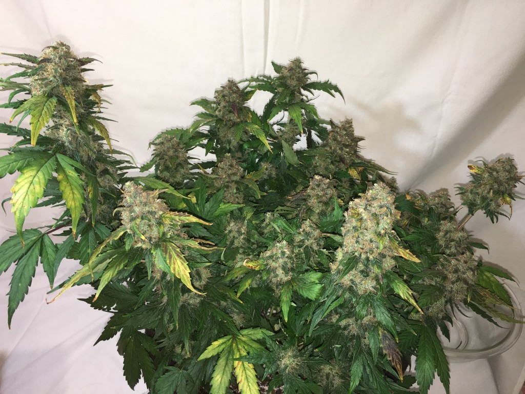 Moonshine blueberry grow