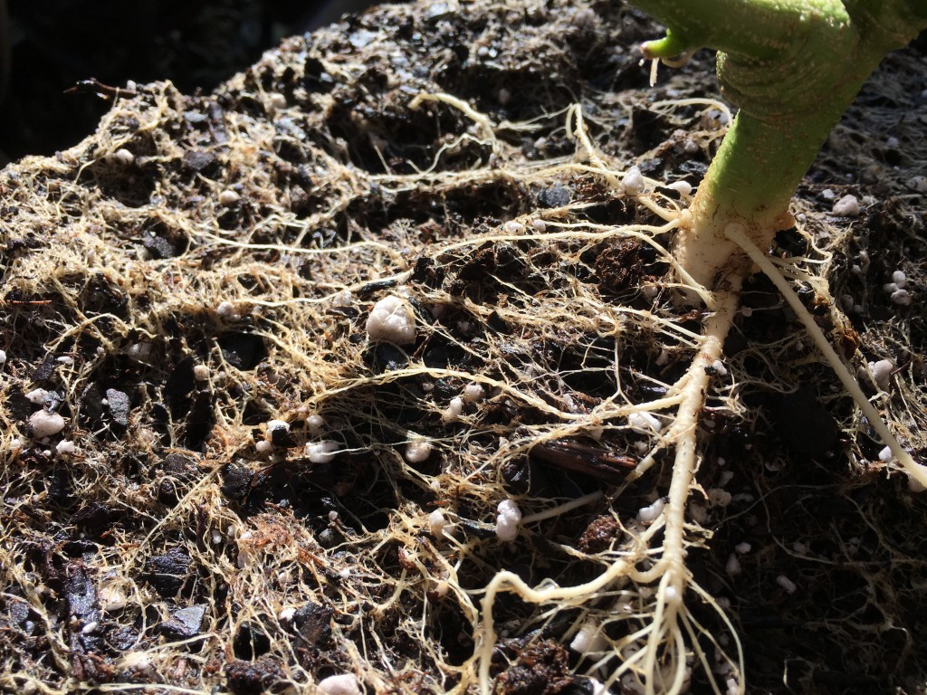 Moonshine blueberry grow