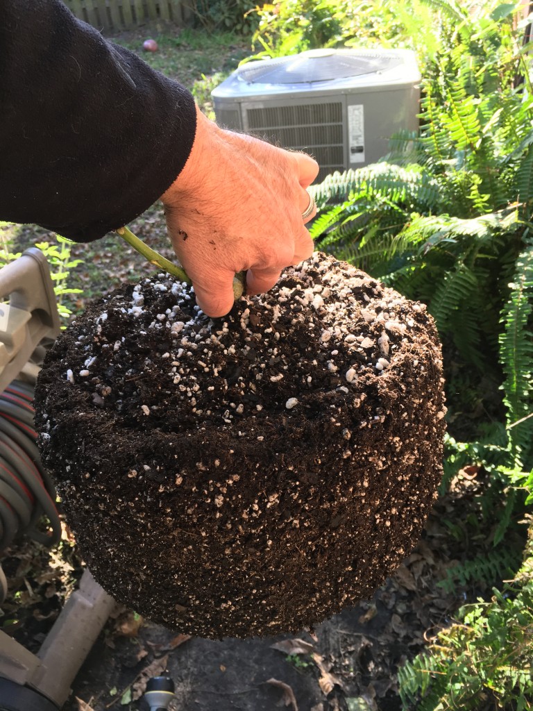 Moonshine blueberry grow