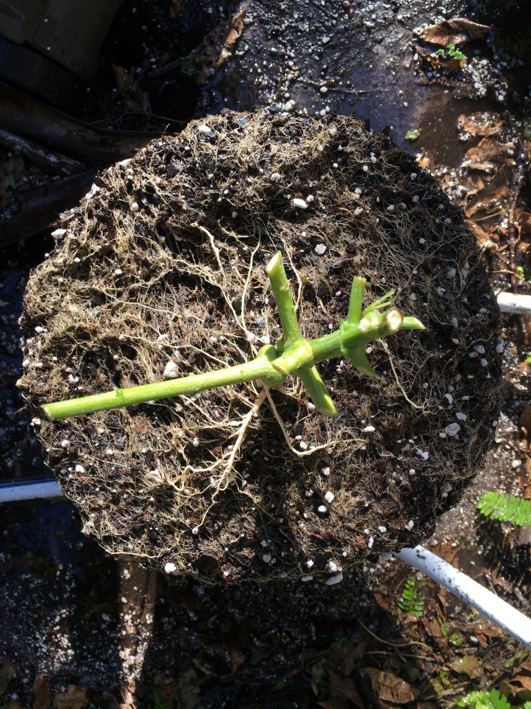 Moonshine blueberry grow