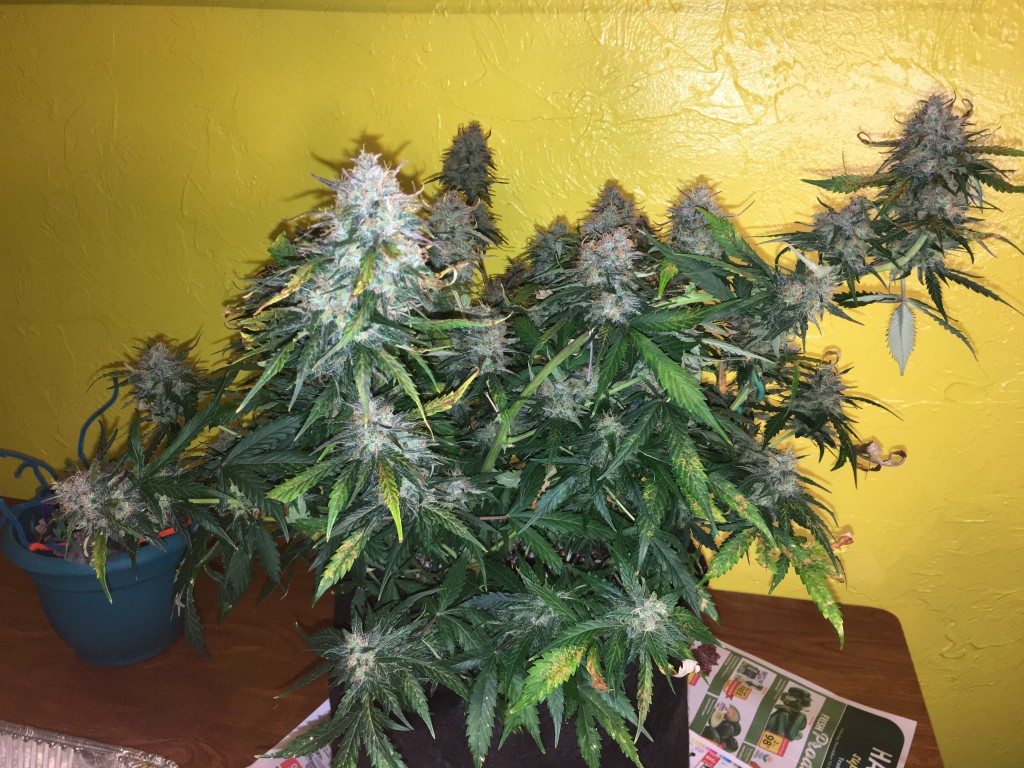 Moonshine blueberry grow