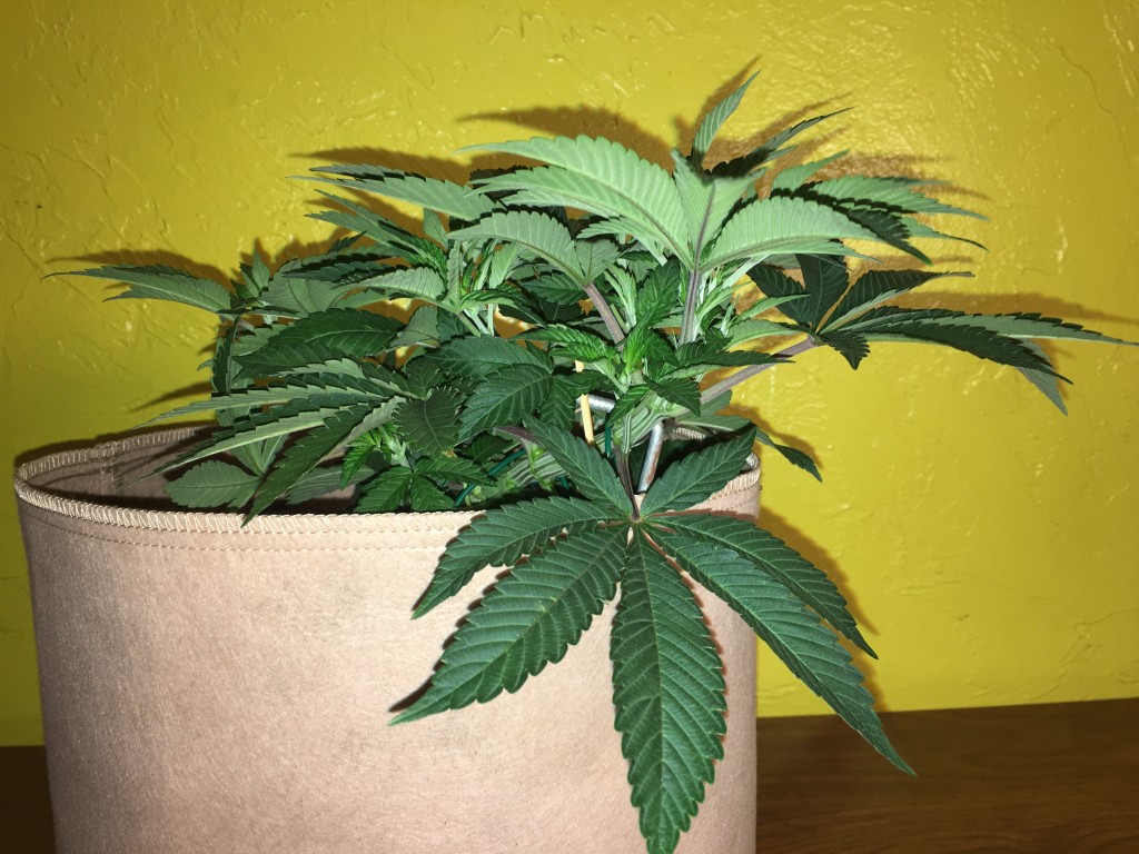 Moonshine blueberry grow