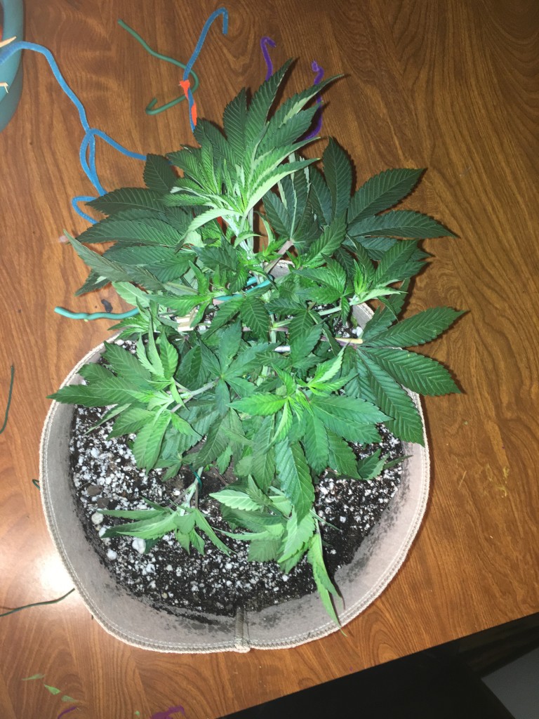 Moonshine blueberry grow