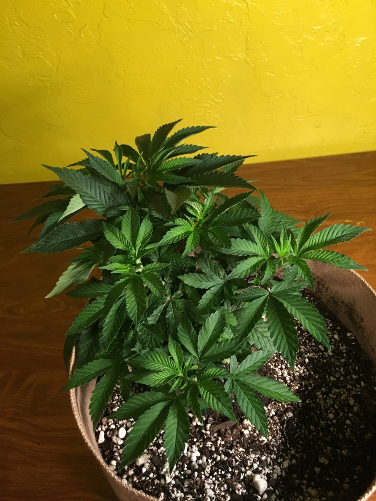 Moonshine blueberry grow