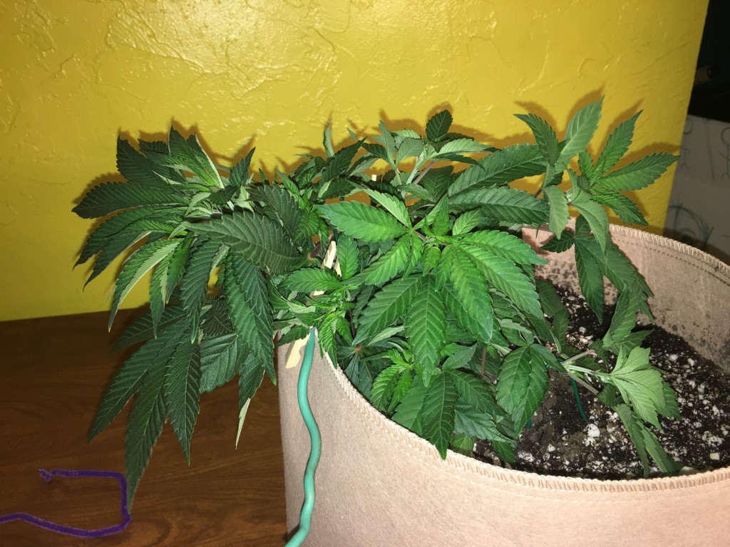 Moonshine blueberry grow