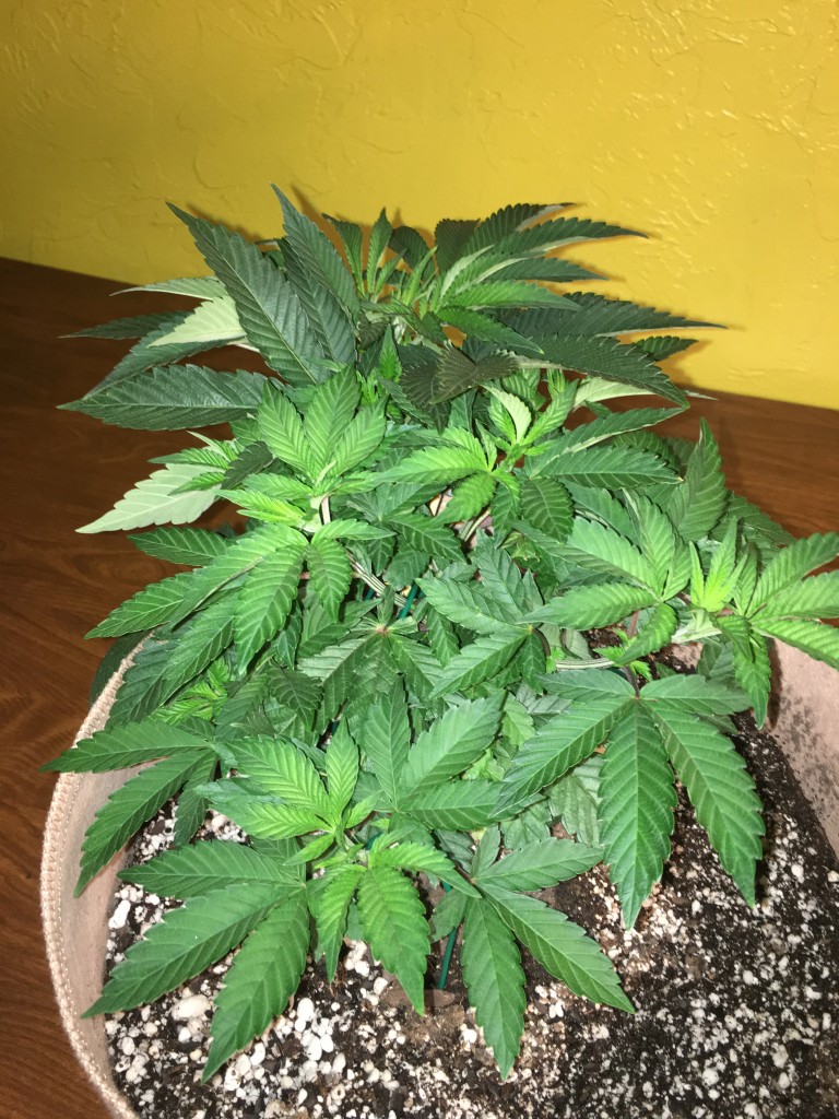 Moonshine blueberry grow