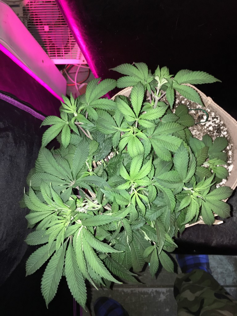 Moonshine blueberry grow