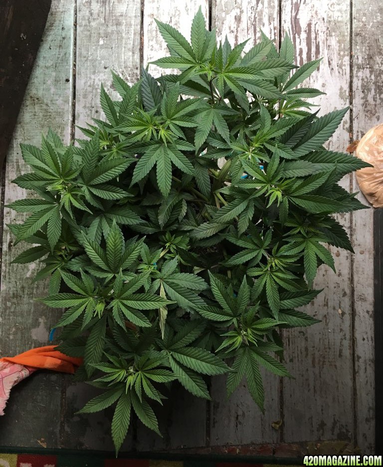 Moonshine blueberry grow