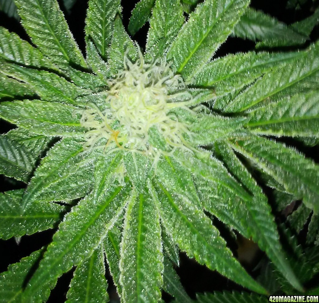 Moonshine blueberry grow