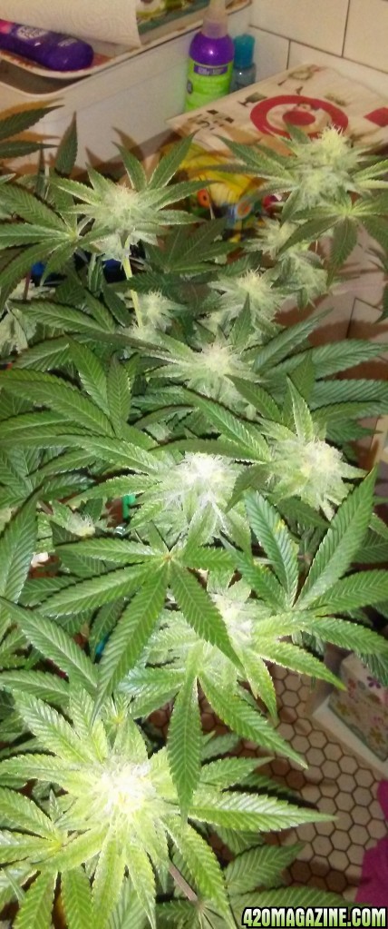 Moonshine blueberry grow