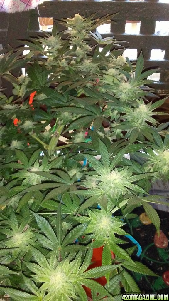 Moonshine blueberry grow