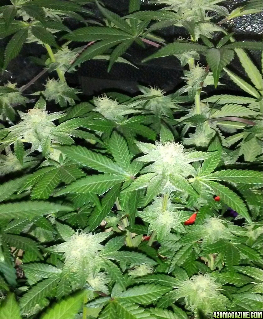 Moonshine blueberry grow