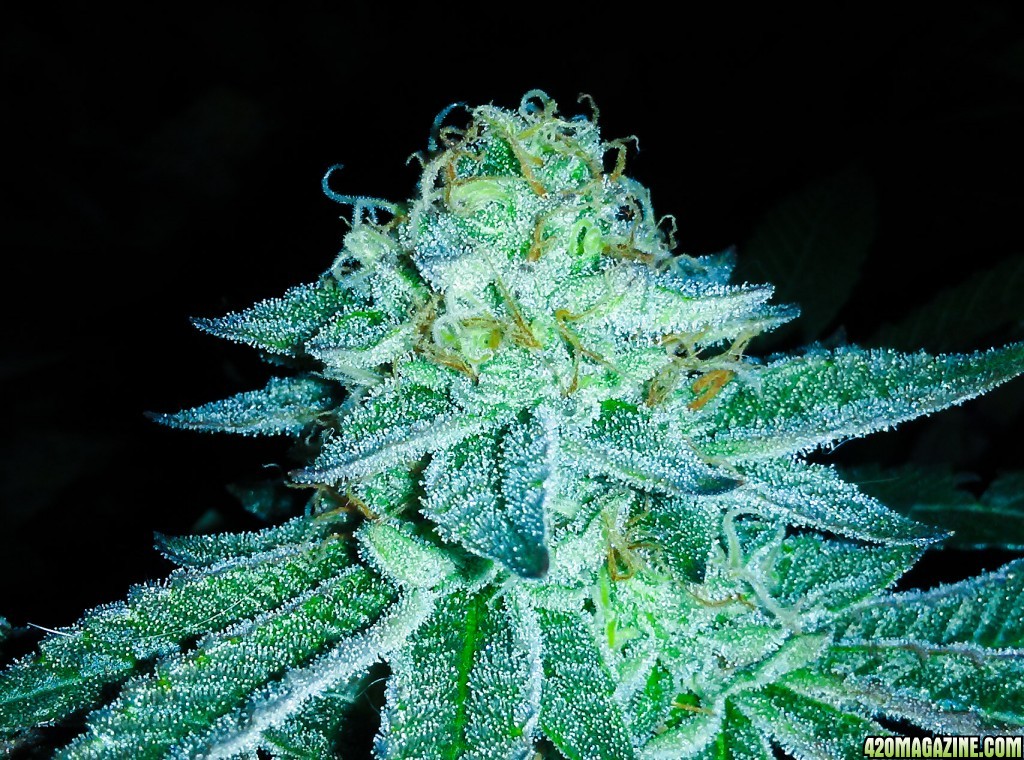 Moonshine blueberry grow