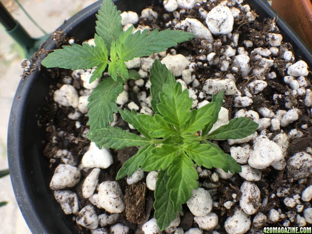 Moonshine first grow