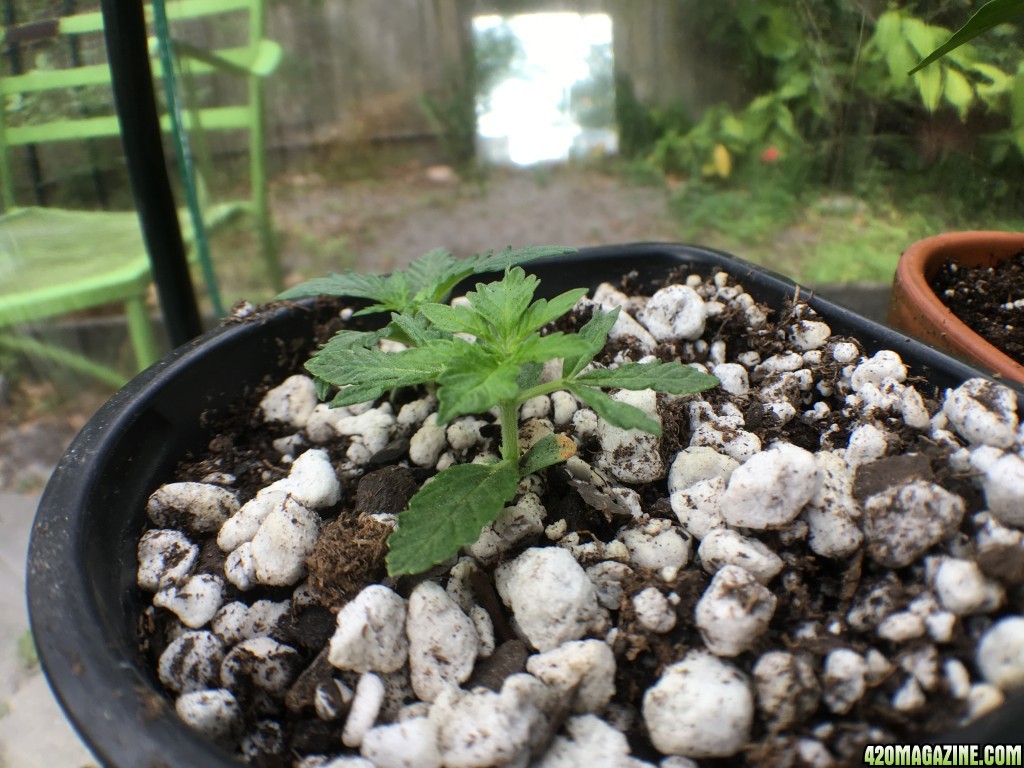 Moonshine first grow