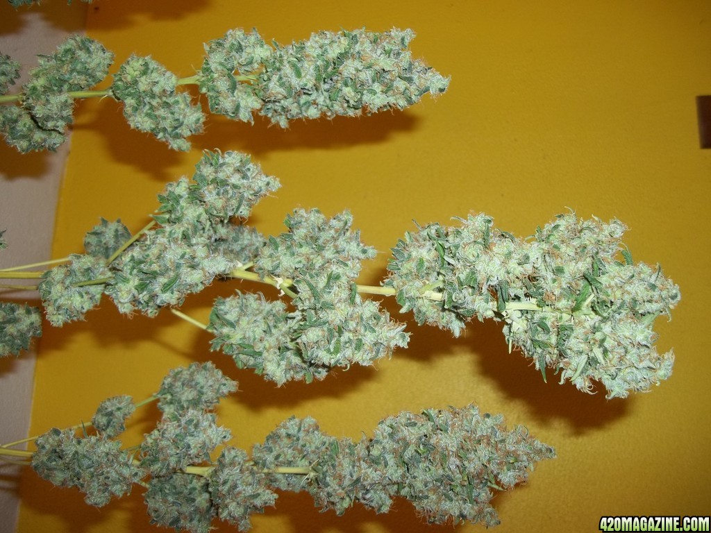 More Blue Mystic buds