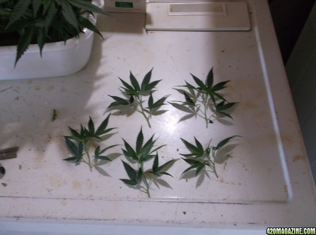 More Clones