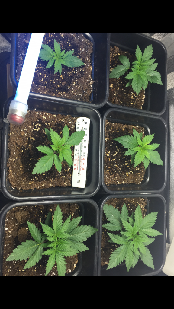 More growth (300w CFL )