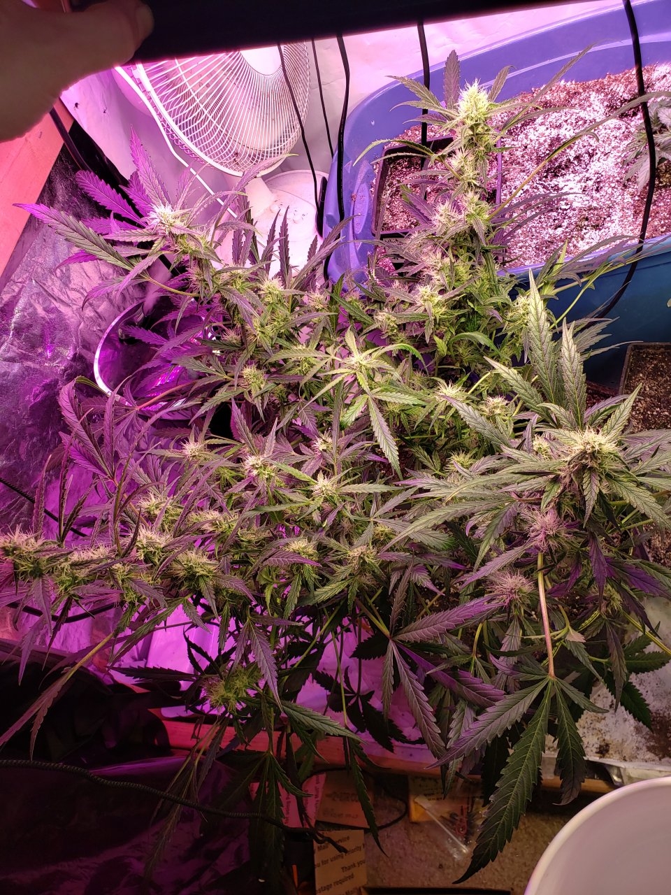 More lst n bondage Bluedream Auto