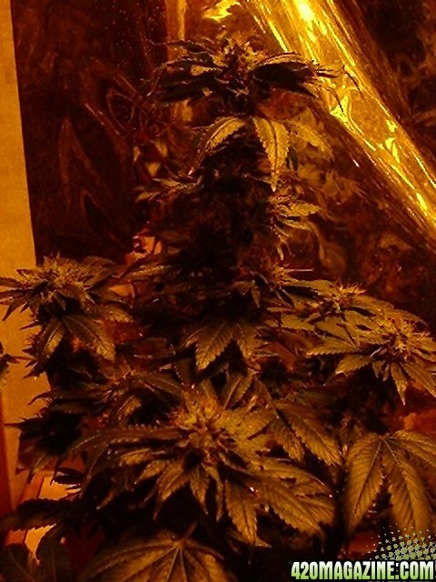 more pics due 2 space all were 1' when forced into budding 100% organic