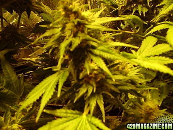 more pics due 2 space all were 1' when forced into budding 100% organic