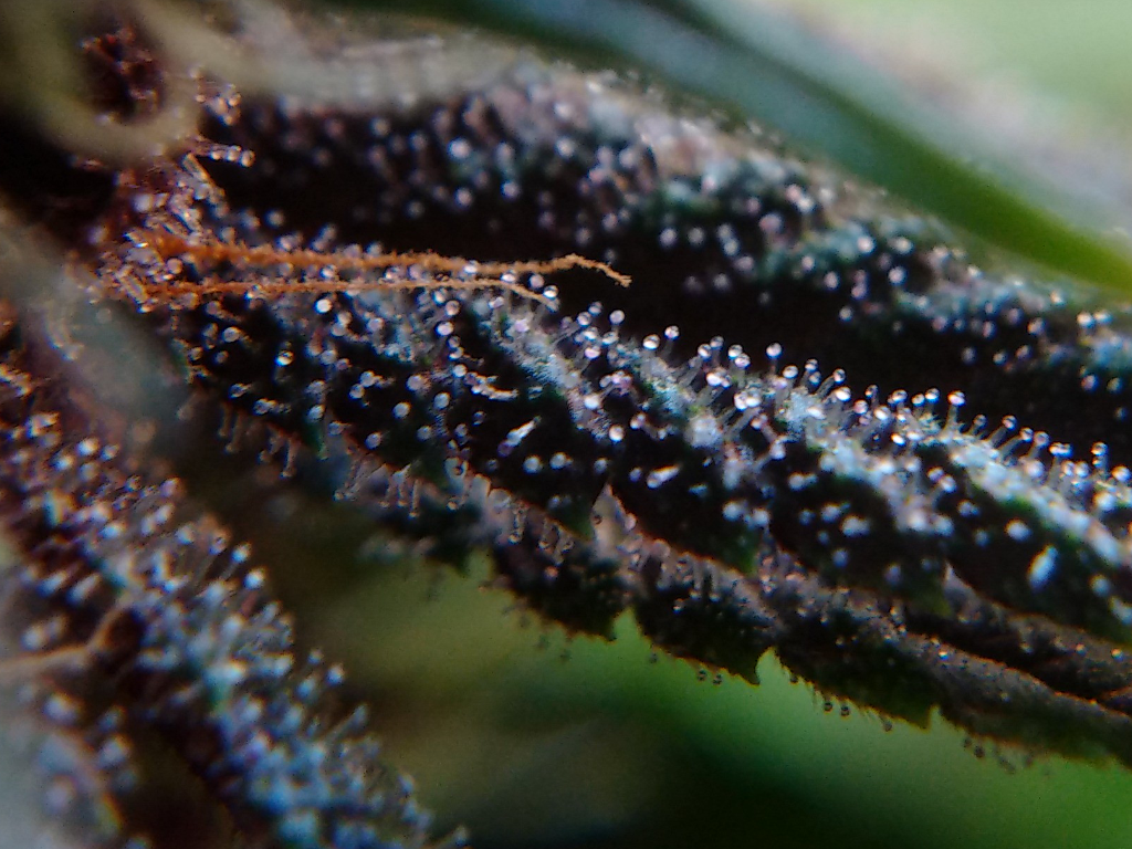 More trichomes