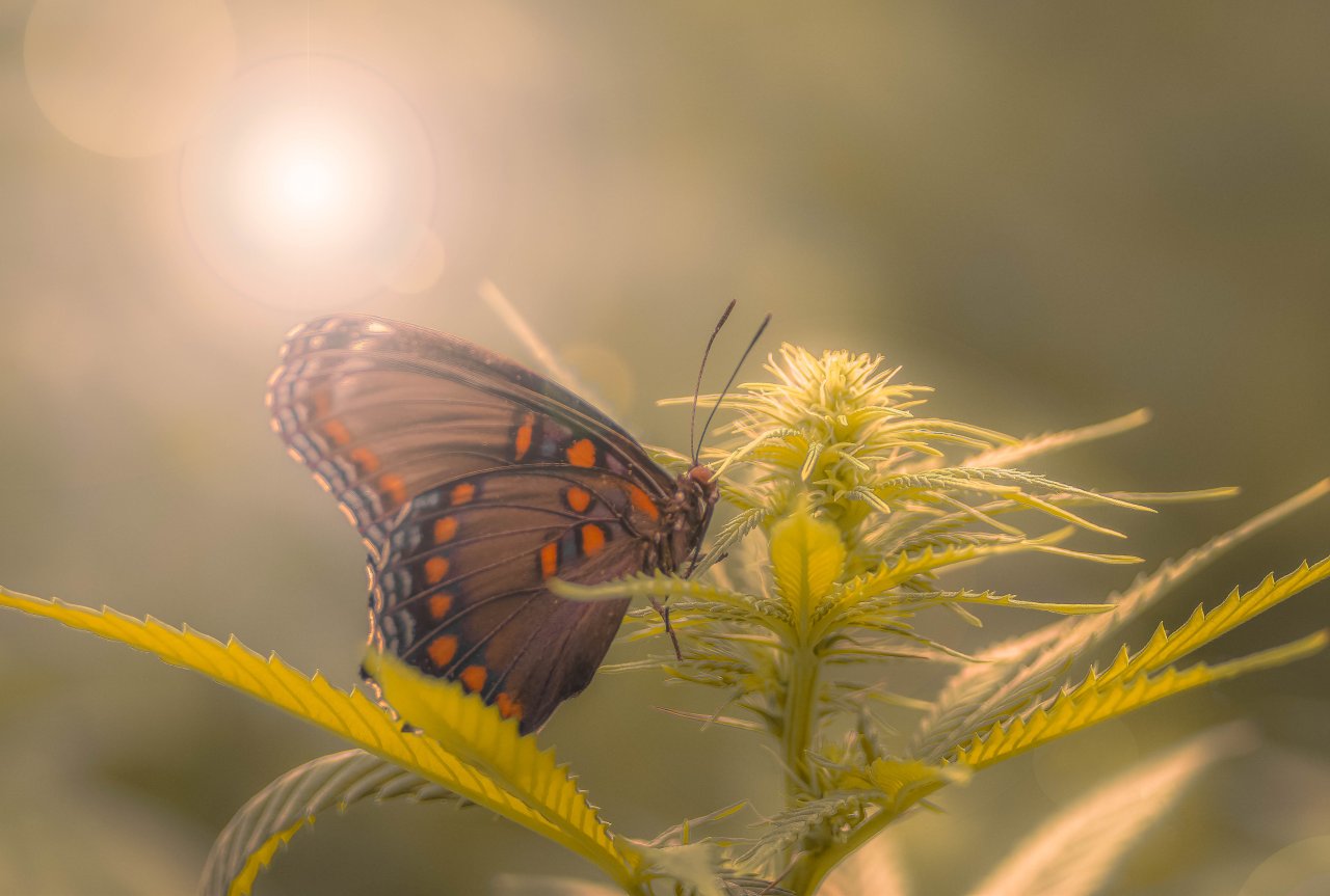 Morning Butterfly on Cannabis.jpg