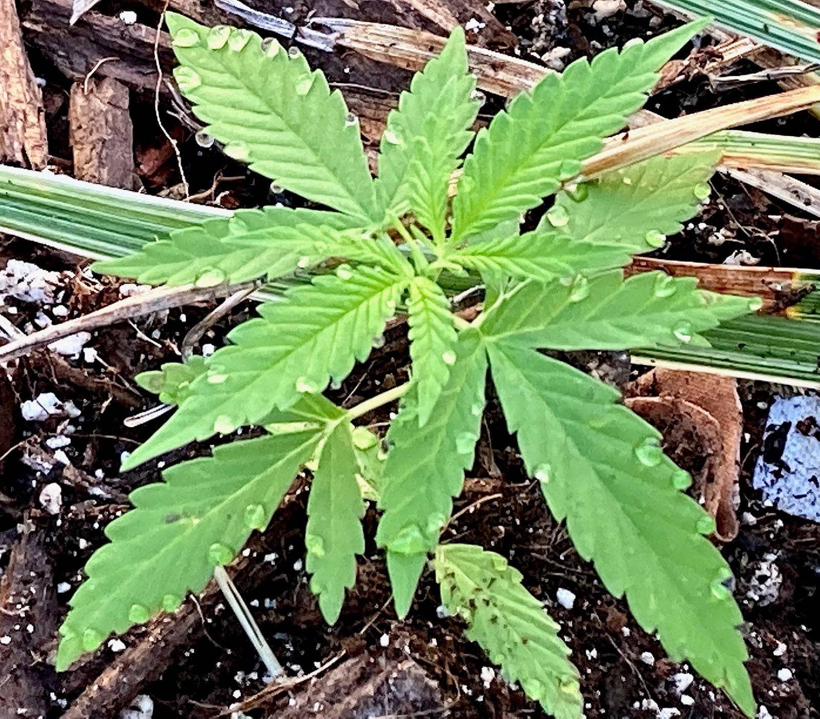 Morning Dew in the spent soil pile.jpg