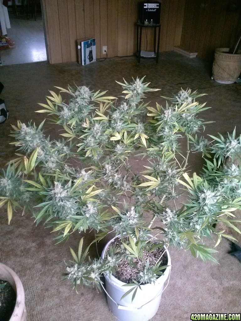 mos first grow