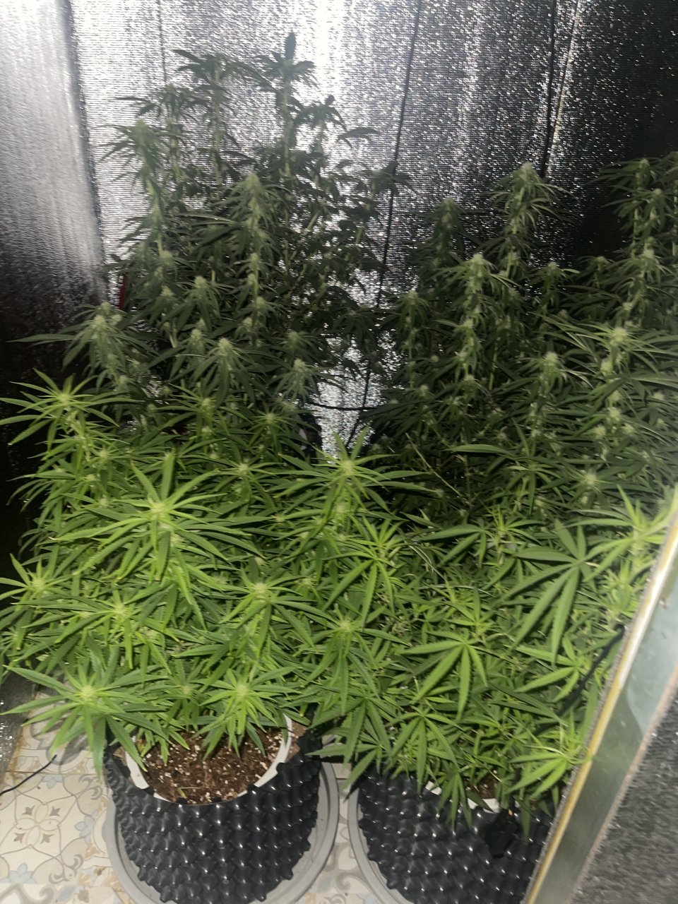 Mostly OG Kush and Skunk 11 at the front lights out Day 19 Flower.jpeg