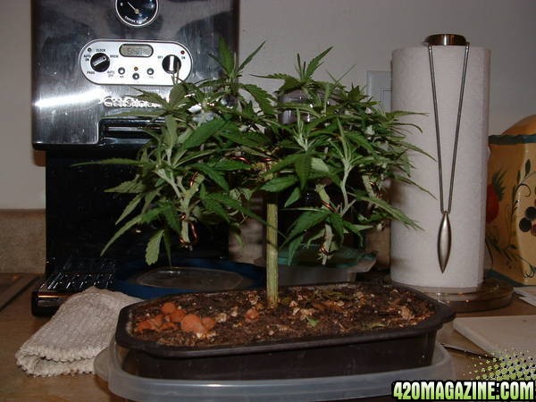 Mother Bonsai