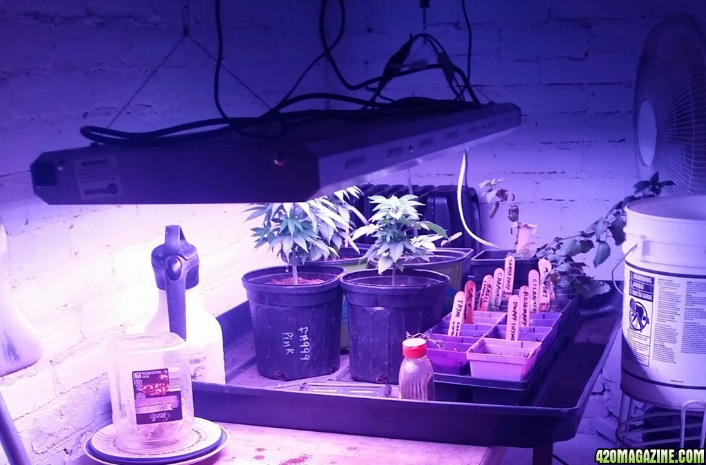 Moved into the new veg room