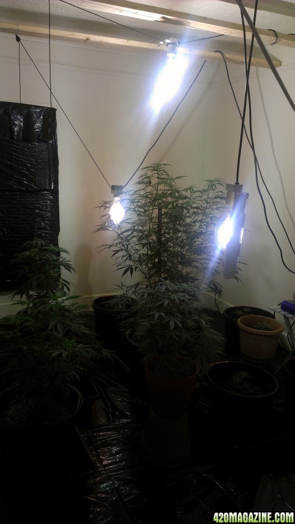 Moved to a bigger grow room