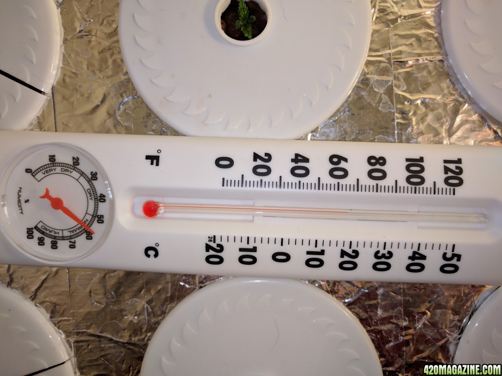 MReilly 1st grow temps