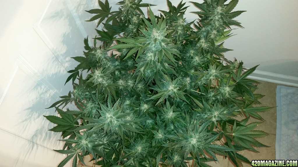 MSC Day 60