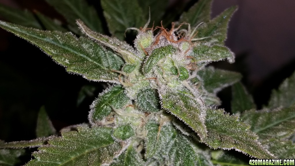 MSC Day 60